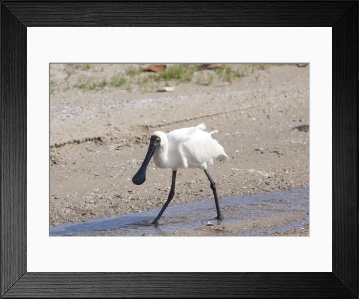 Framed Print : Picture No. 10898799 Framed Print : Picture No. 10898799