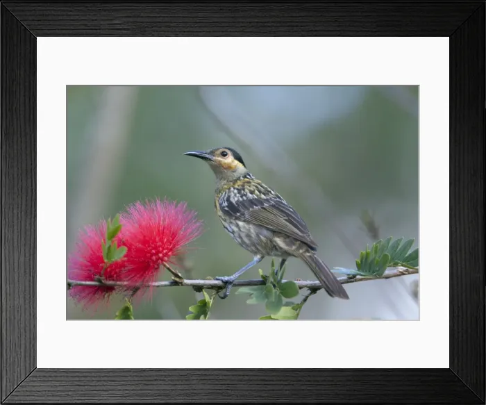 Framed Print : Picture No. 10898790 Framed Print : Picture No. 10898790