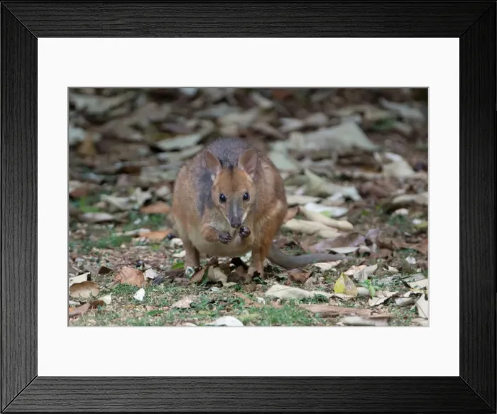 Framed Print : Picture No. 10898798 Framed Print : Picture No. 10898798