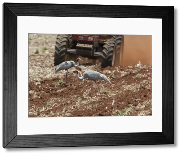 Framed Print : Picture No. 10898800 Framed Print : Picture No. 10898800
