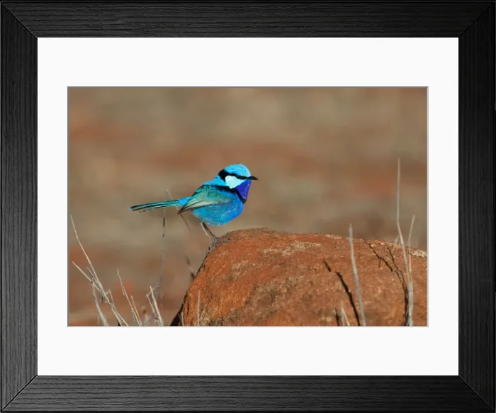 Framed Print : Picture No. 10898804