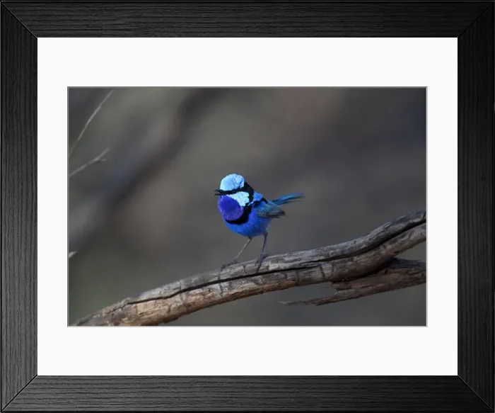 Framed Print : Picture No. 10898803 Framed Print : Picture No. 10898803