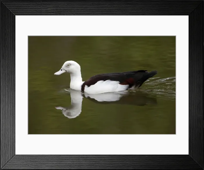 Framed Print : Picture No. 10898796 Framed Print : Picture No. 10898796