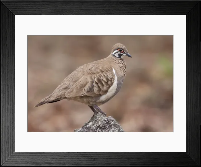 Framed Print : Picture No. 10898805 Framed Print : Picture No. 10898805