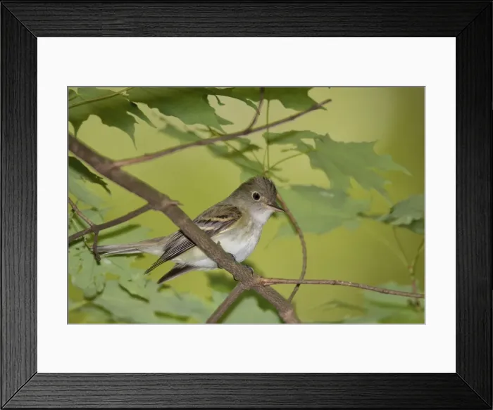 Framed Print : Picture No. 10898807 Framed Print : Picture No. 10898807