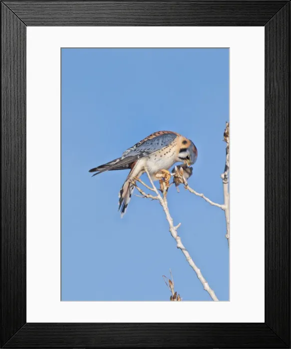 Framed Print : Picture No. 10898809 Framed Print : Picture No. 10898809