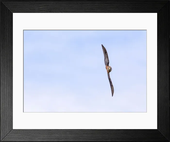 Framed Print : Picture No. 10898810