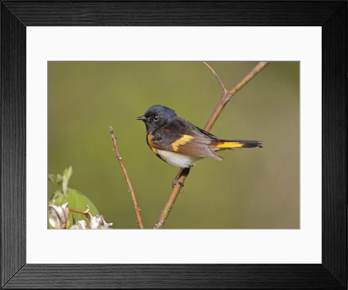 Framed Print : Picture No. 10898812 Framed Print : Picture No. 10898812