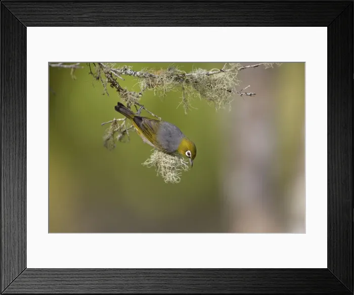 Framed Print : Picture No. 10898802 Framed Print : Picture No. 10898802