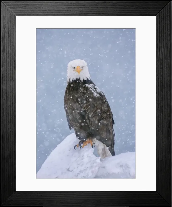 Framed Print : Picture No. 10898816 Framed Print : Picture No. 10898816