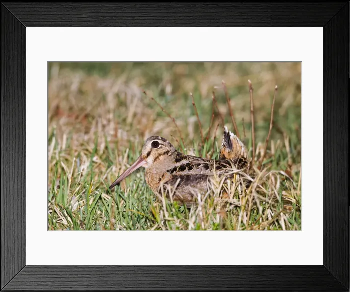 Framed Print : Picture No. 10898813