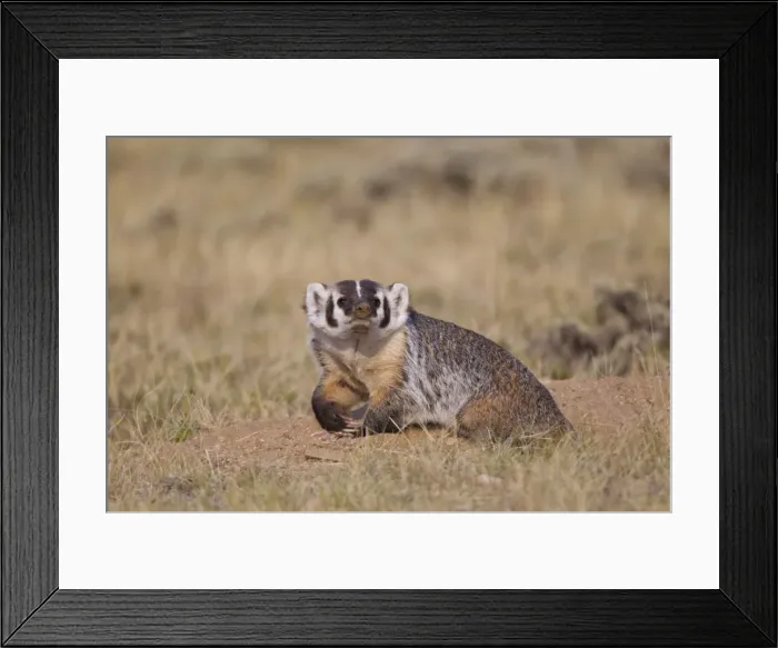 Framed Print : Picture No. 10898814