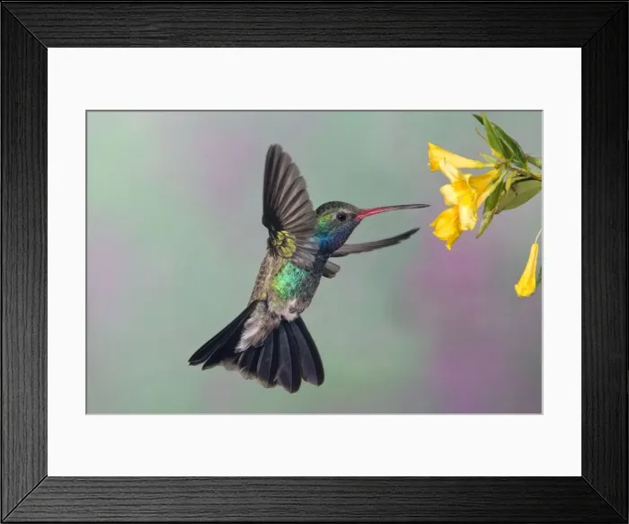 Framed Print : Picture No. 10898818 Framed Print : Picture No. 10898818