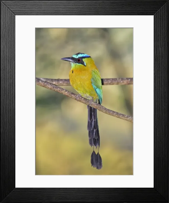 Framed Print : Picture No. 10898820 Framed Print : Picture No. 10898820