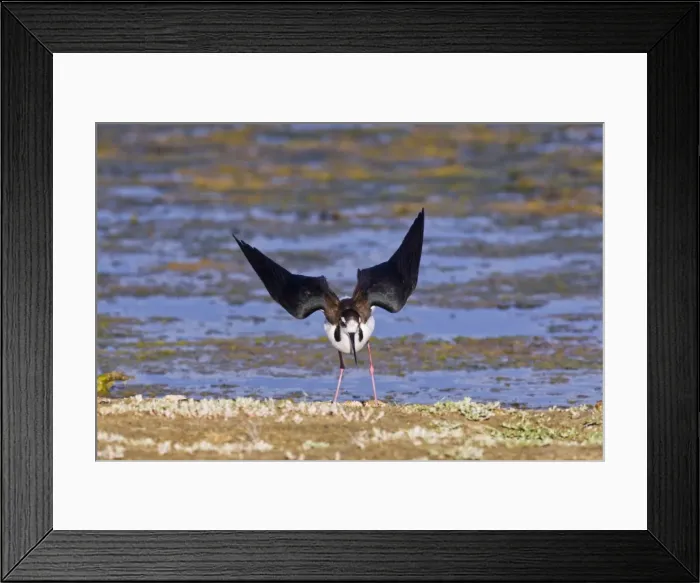 Framed Print : Picture No. 10898822 Framed Print : Picture No. 10898822
