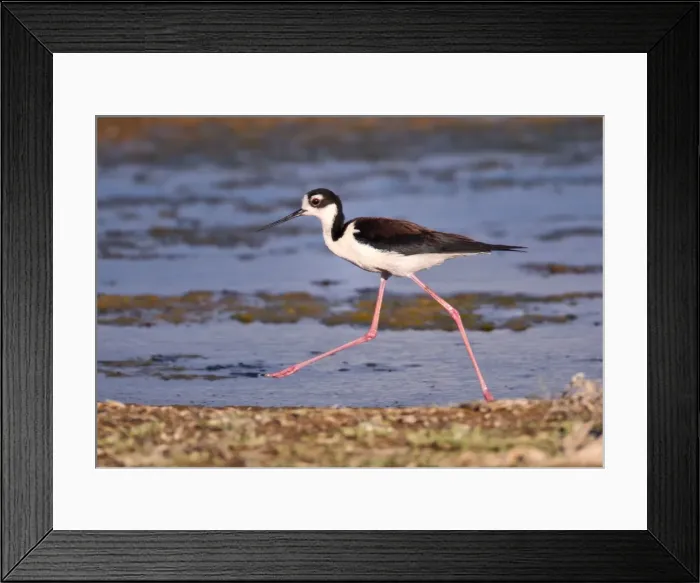 Framed Print : Picture No. 10898823 Framed Print : Picture No. 10898823