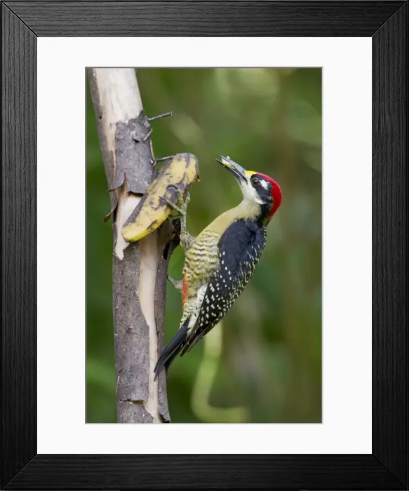 Framed Print : Picture No. 10898821