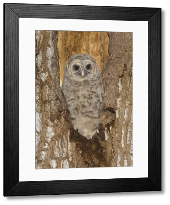 Framed Print : Picture No. 10898817