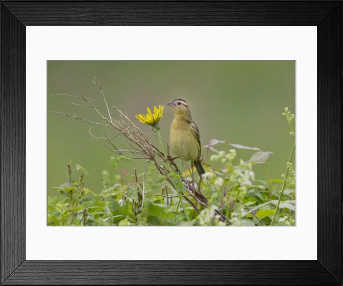 Framed Print : Picture No. 10898824 Framed Print : Picture No. 10898824