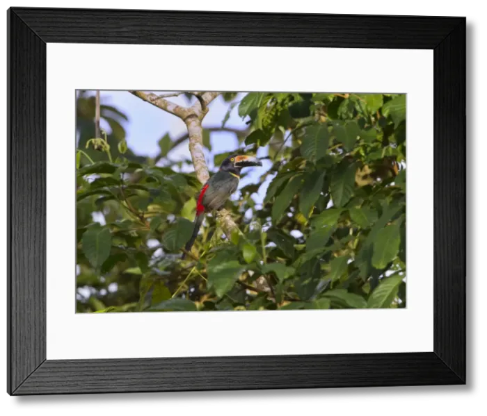 Framed Print : Picture No. 10898827 Framed Print : Picture No. 10898827