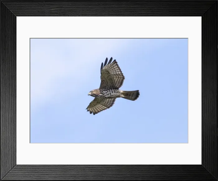 Framed Print : Picture No. 10898826 Framed Print : Picture No. 10898826