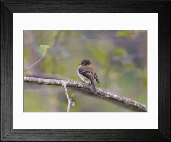 Framed Print : Picture No. 10898819 Framed Print : Picture No. 10898819