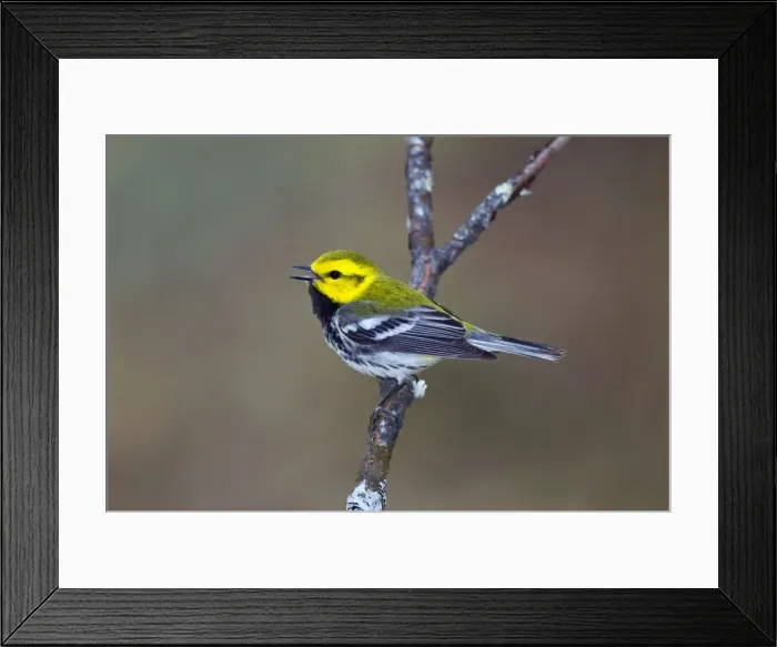 Framed Print : Picture No. 10898825 Framed Print : Picture No. 10898825