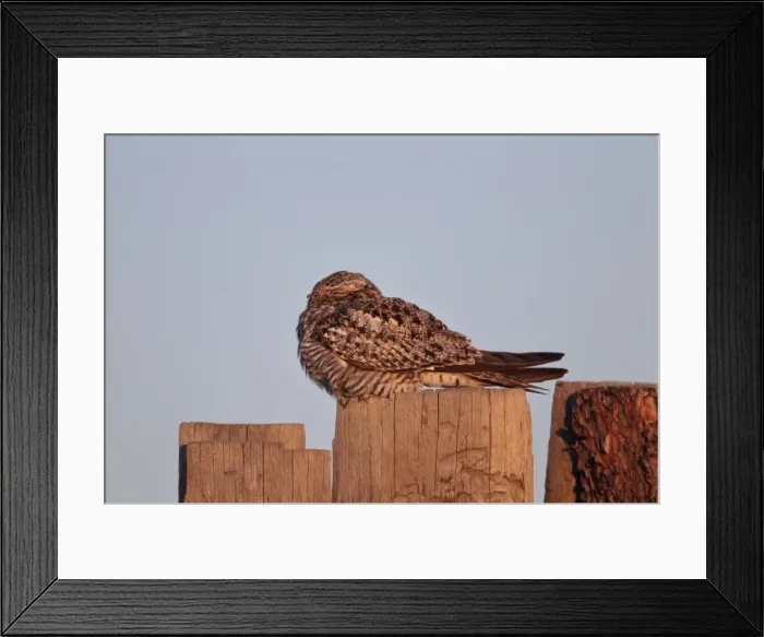 Framed Print : Picture No. 10898828 Framed Print : Picture No. 10898828