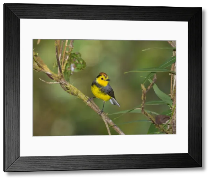 Framed Print : Picture No. 10898833