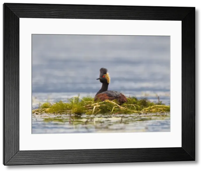 Framed Print : Picture No. 10898834 Framed Print : Picture No. 10898834