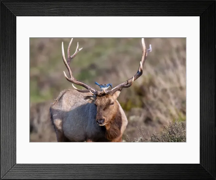 Framed Print : Picture No. 10898837 Framed Print : Picture No. 10898837