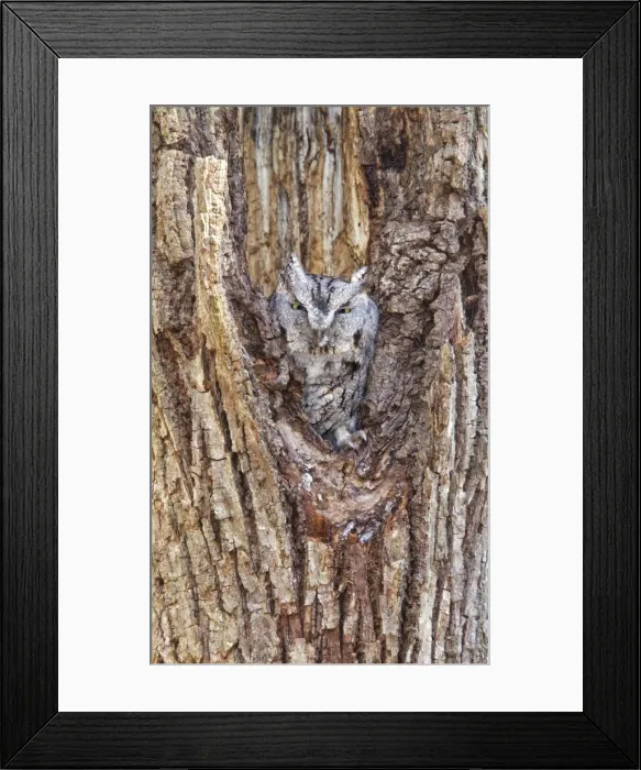 Framed Print : Picture No. 10898836 Framed Print : Picture No. 10898836