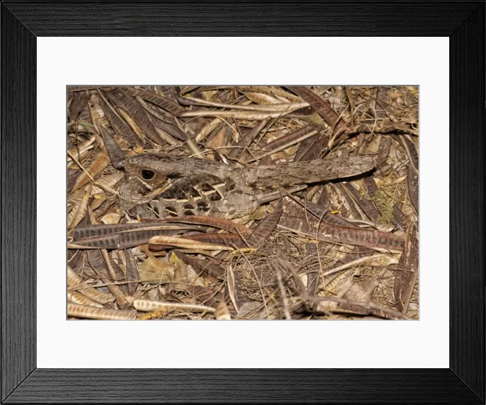 Framed Print : Picture No. 10898829 Framed Print : Picture No. 10898829