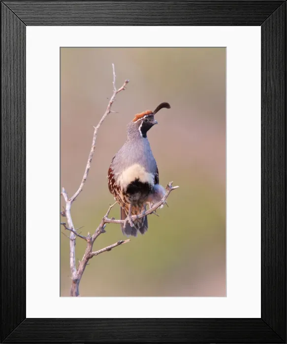Framed Print : Picture No. 10898842 Framed Print : Picture No. 10898842