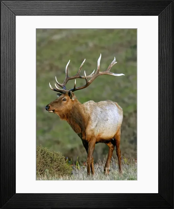 Framed Print : Picture No. 10898838 Framed Print : Picture No. 10898838