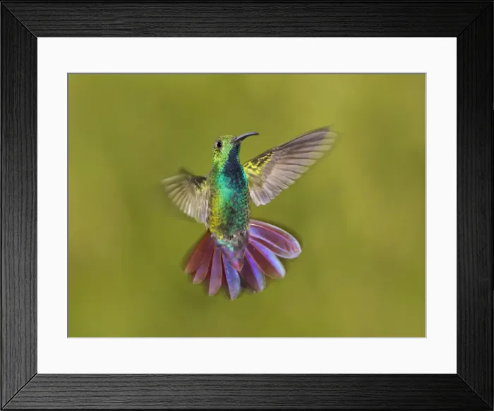 Framed Print : Picture No. 10898843 Framed Print : Picture No. 10898843