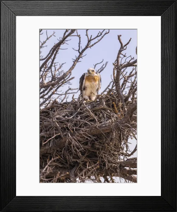 Framed Print : Picture No. 10898839 Framed Print : Picture No. 10898839