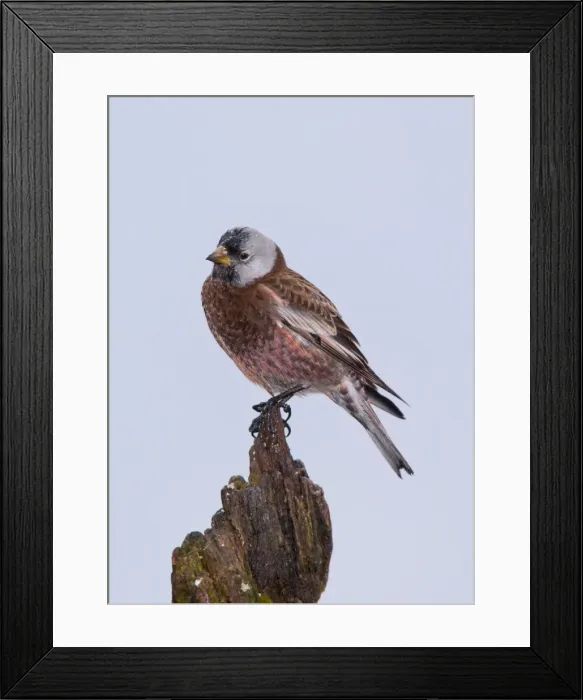 Framed Print : Picture No. 10898844 Framed Print : Picture No. 10898844