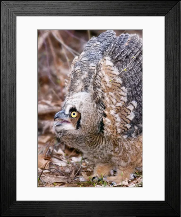 Framed Print : Picture No. 10898845 Framed Print : Picture No. 10898845
