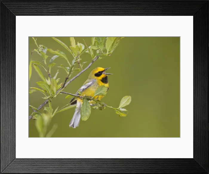 Framed Print : Picture No. 10898847 Framed Print : Picture No. 10898847