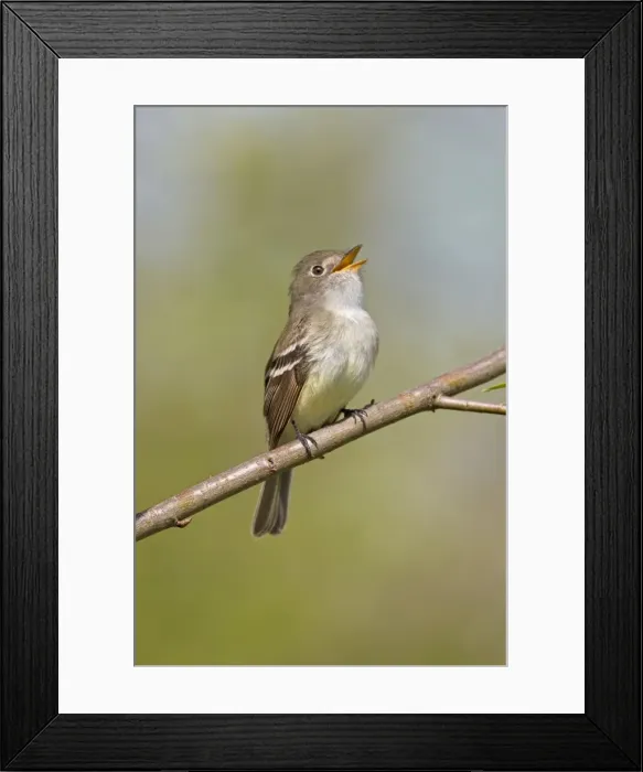 Framed Print : Picture No. 10898849 Framed Print : Picture No. 10898849