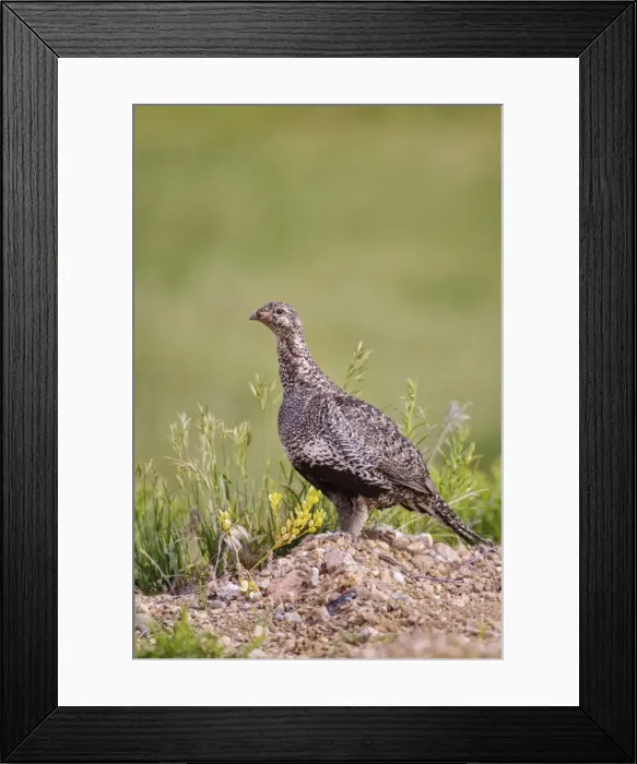 Framed Print : Picture No. 10898846 Framed Print : Picture No. 10898846