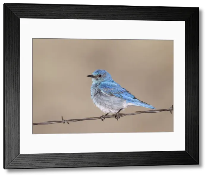 Framed Print : Picture No. 10898851 Framed Print : Picture No. 10898851