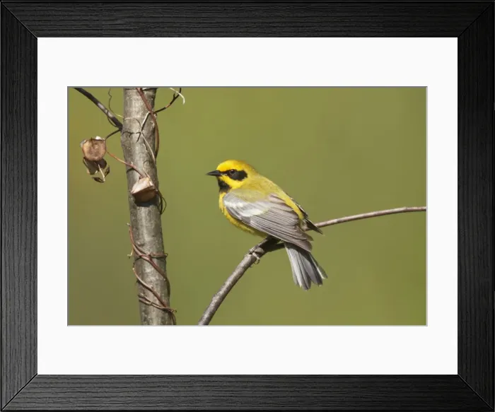 Framed Print : Picture No. 10898848 Framed Print : Picture No. 10898848