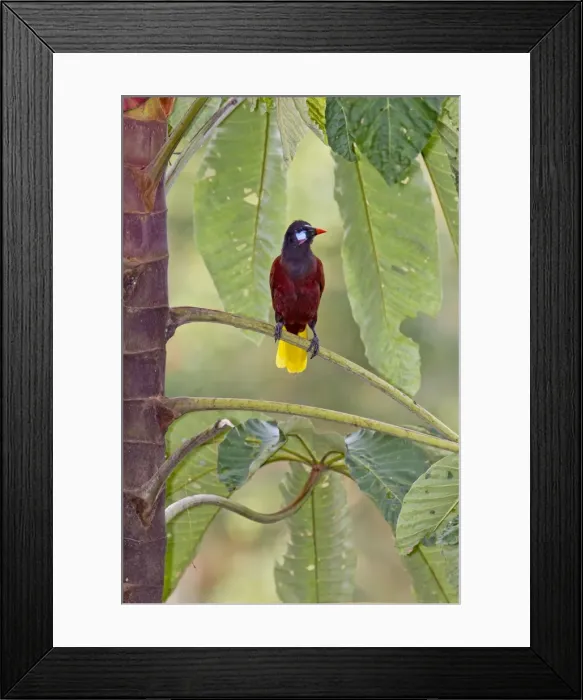 Framed Print : Picture No. 10898852 Framed Print : Picture No. 10898852