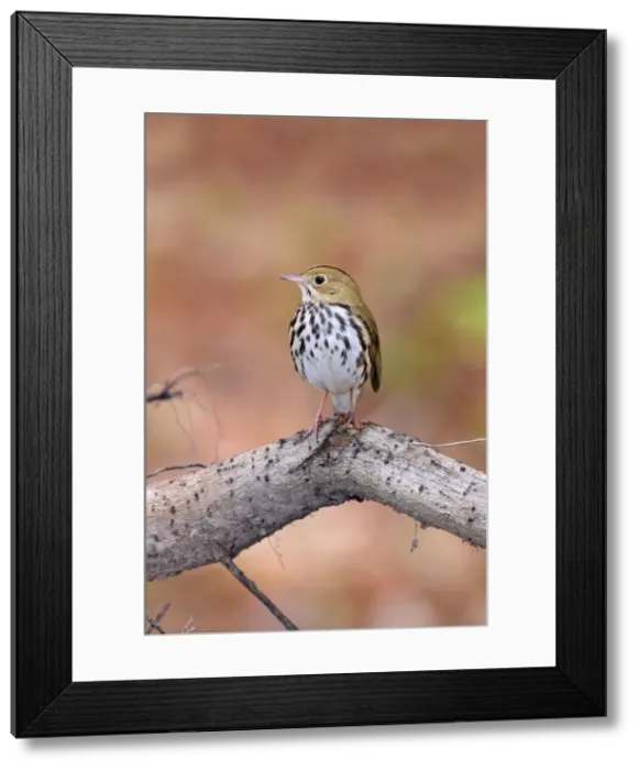 Framed Print : Picture No. 10898854 Framed Print : Picture No. 10898854