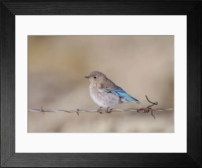 Framed Print : Picture No. 10898850 Framed Print : Picture No. 10898850