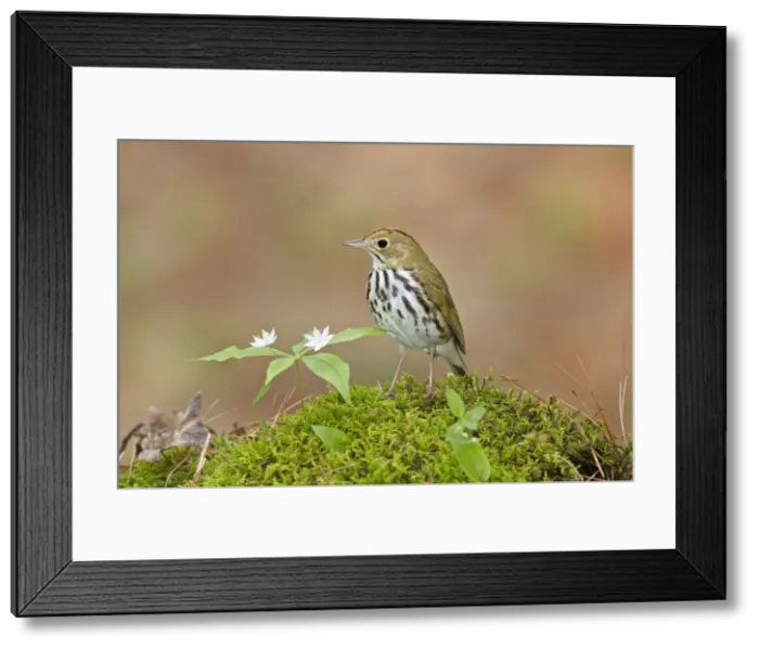 Framed Print : Picture No. 10898855 Framed Print : Picture No. 10898855