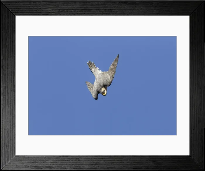 Framed Print : Picture No. 10898857