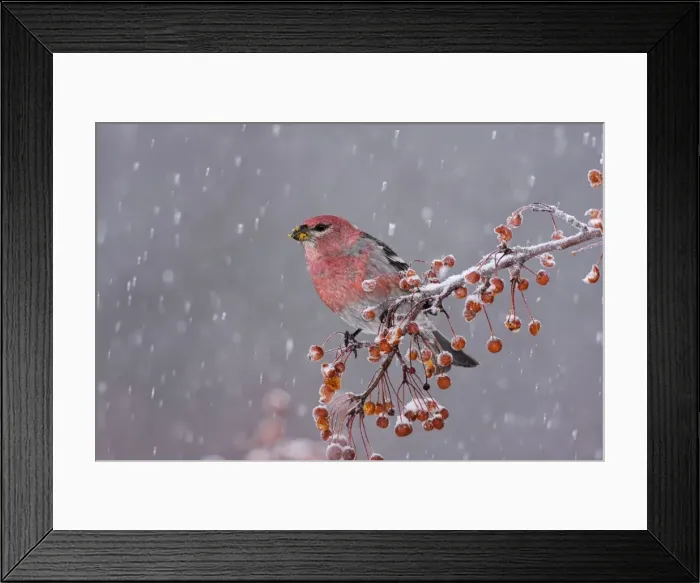 Framed Print : Picture No. 10898860 Framed Print : Picture No. 10898860